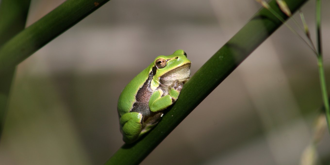 Rainette verte